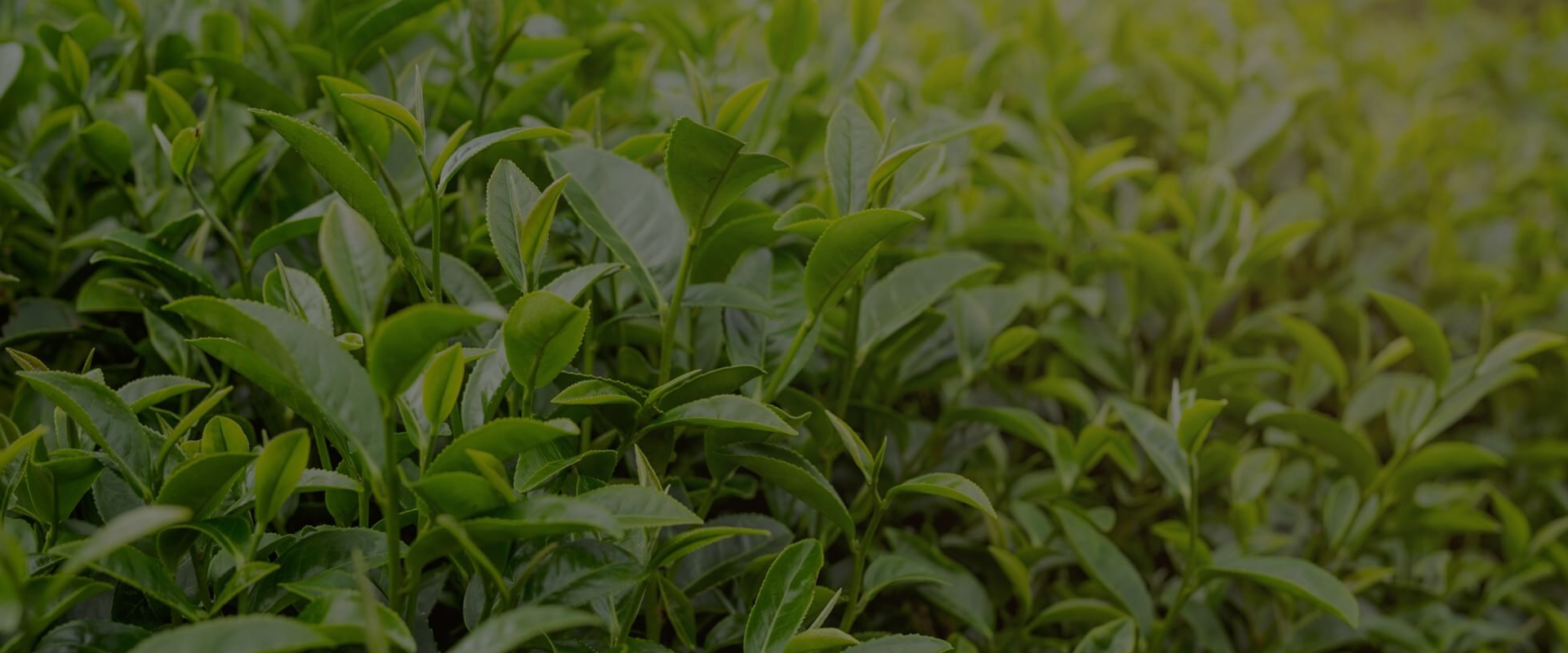 slider image slider_item_d6yBEh